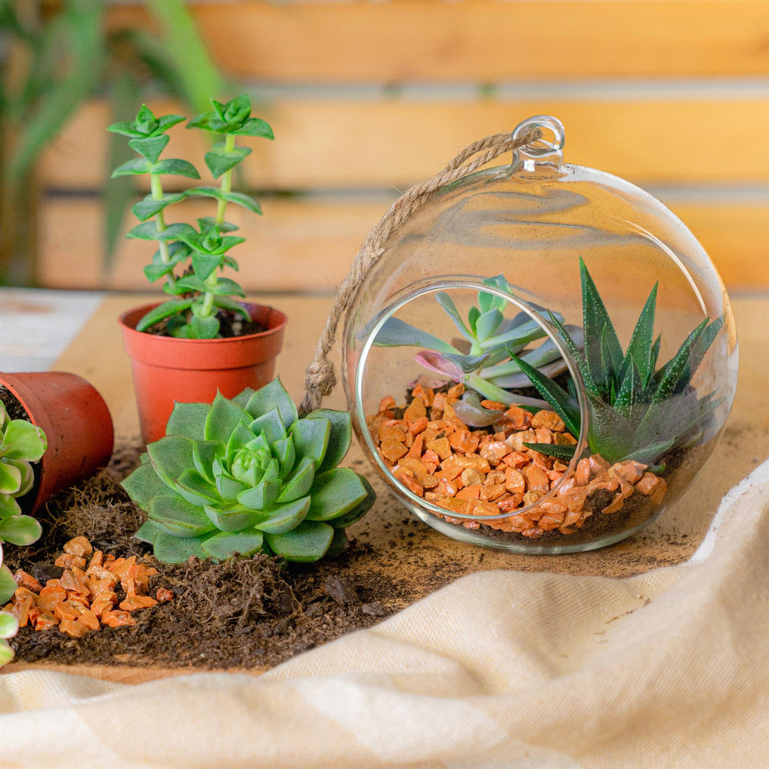 Nicola Spring Indoor Plant Terrarium With Vintage Hanging Rope - 12cm