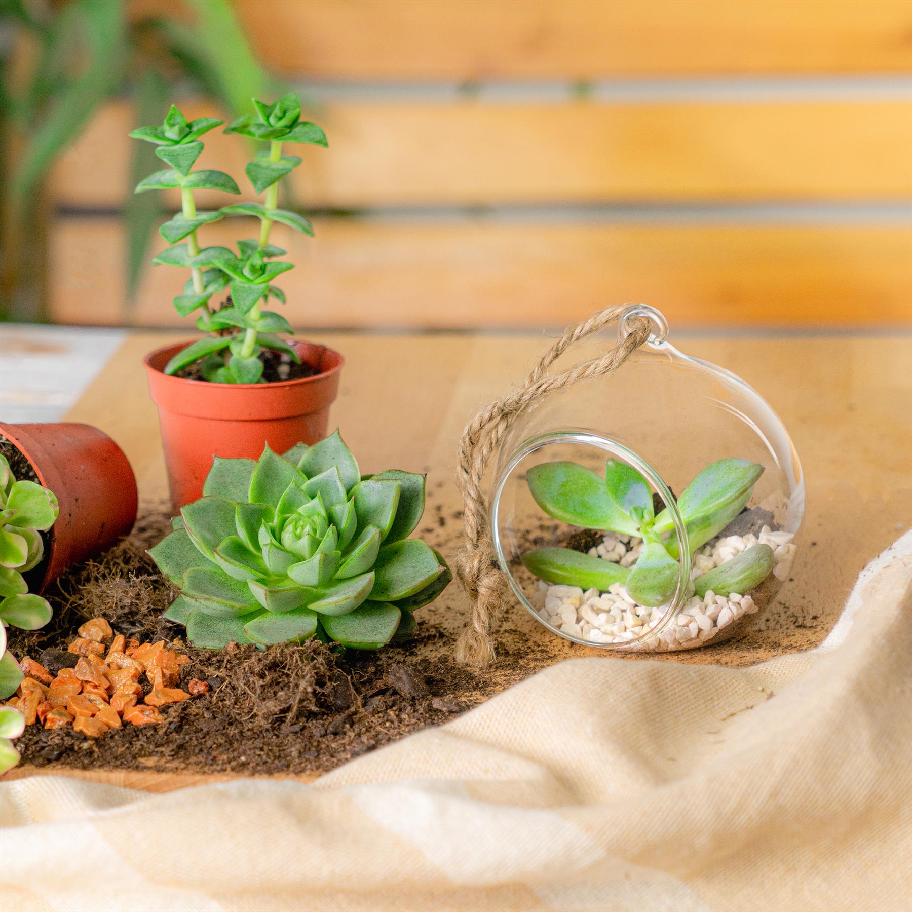 Nicola Spring Indoor Plant Terrarium With Vintage Hanging Rope - 8cm