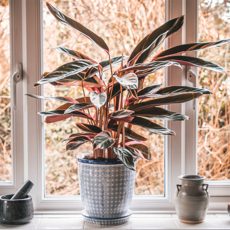 Flower Pots for Indoor Plants