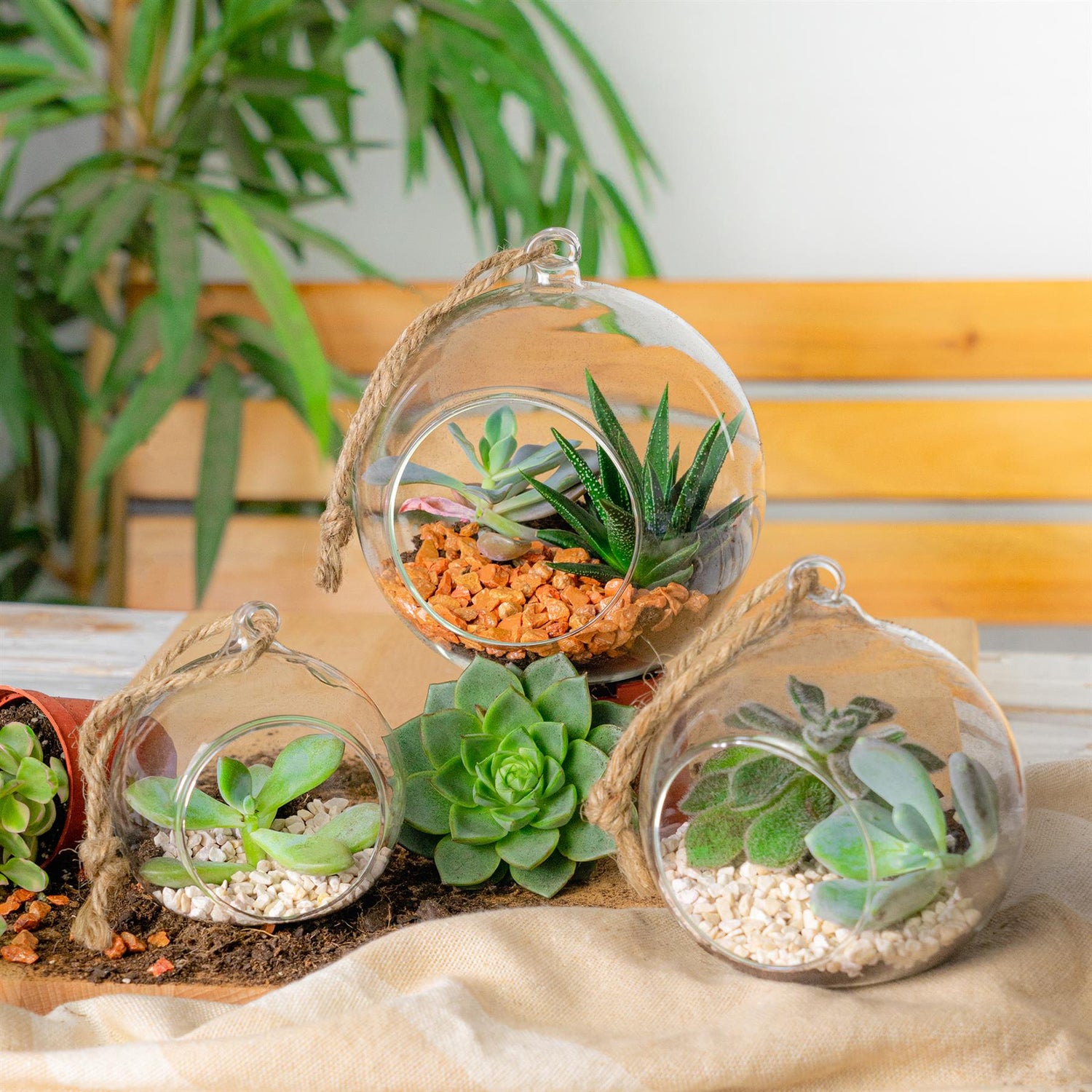 Nicola Spring Indoor Plant Terrarium With Vintage Hanging Rope - 10cm